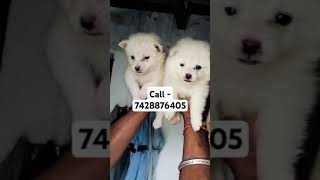 Spitz puppies for Sale in delhi ncr bollywood song love viralvideo ytshorts puppies [upl. by Tobe]