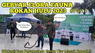 KELUARKAN KING COBRA DI KEGIATAN GEBYAR FLORA FAUNA ROKAN HULU 2023 [upl. by Sirronal]