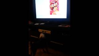 Kelloggs commercial  dog barks at the bunny [upl. by Morril]