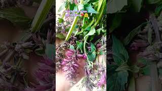 💟Te gusta ésta plantita medicinal [upl. by Sinnej]