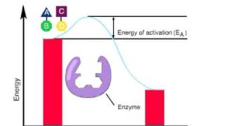 ENZYMES ACTIVATION ENERGY [upl. by Leirza939]