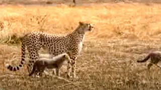 Cheetah VS Gazelle  BBC Studios [upl. by Katleen]