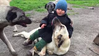 Top 10 Videos of Kangal Dog  Social Behaviour of Kangal [upl. by Perron]