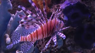 FWC announces 2024 Lionfish Challenge [upl. by Adnirod]