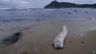 Giant Sea Serpent the Enigma of the DeepSea Creature  4K Wildlife Documentary [upl. by Elihu]