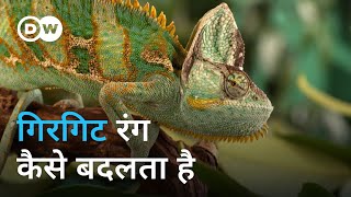 रंग बदलने में कैसे माहिर बनता है गिरगिट Why is Chameleon able to change colour [upl. by Waers]