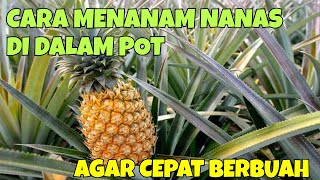 CARA MENANAM NANAS DI POT AGAR CEPAT BERBUAH TANPA RIBET DAN CEPAT PANEN [upl. by Donaugh]