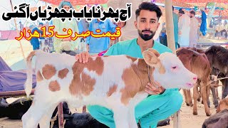 Cow Baby Calf In Cow Mandi Punjab  One Day Calf Farming In Pakistan [upl. by Butler458]