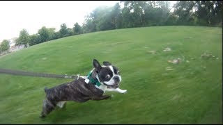 French Bulldog Running Wild [upl. by Mars]