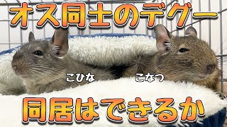 2匹目のデグーをお迎えしました！オス同士の同居は出来るのか…？やり方、方法【デグー】 [upl. by Eiramanin]