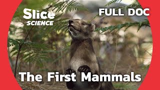 Chinese Fossils Reveal the Evolution of Mammals  SLICE SCIENCE  FULL DOCUMENTARY [upl. by Stent]