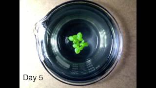 Timelapse Video of Duckweed Growth [upl. by Nura440]