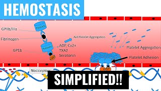 Hemostasis and Blood Coagulation Intrinsic and Extrinsic Pathways of Blood Clotting  Panmedicad [upl. by Matilde]