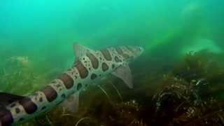 Snorkeling with Leopard Sharks in La Jolla CA [upl. by Gnouhc]