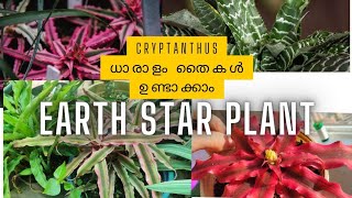 തൈകൾ ഉണ്ടാക്കാൻ വളരെ എളുപ്പംCRYPTANTHUS PlantCare and propagationEarth Star plant [upl. by Blatt]