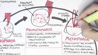 Cell Cycle Mitosis [upl. by Nodla365]