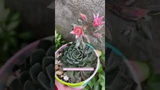 SUCULENTA COM FLORES LINDAS videos suculentasbaratas suculentas shortsyoutube flores jardim [upl. by Starlene]