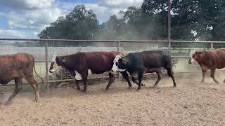 F1 Braford Bred Heifers are extremely hardy they’ve never been pampered ￼ [upl. by Stanfield]