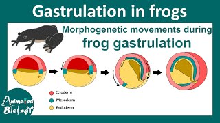 Gastrulation in frog  Morphogenetic movement during Xenopus gastrulation  epiboly  Embryology [upl. by Niad]