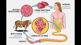 PLATEMINTOS  GUSANOS PLANOS  CARACTERÍSTICAS  CLASIFICACIÓN [upl. by Meador]