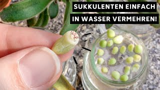 Sukkulenten Blattstecklinge mit sehr hoher Erfolgschance in Wasser vermehren PerlitExperiment [upl. by Edelman]