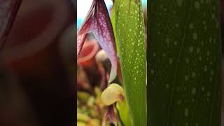 Darlingtonia californica  the quotCobra Lilyquot a plant of great mystery carnivorousplants [upl. by Neom]