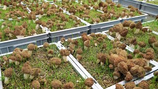 Harvest Video Controlled Indoor Cultivation of Morel Mushrooms Allyearround [upl. by Wager]