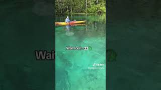 Paddleboarders Have Close Encounter With Alligator [upl. by Brennen]