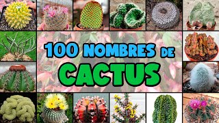 100 tipos de CACTUS y su NOMBRE CIENTÍFICO [upl. by Tadich]