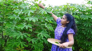 village cooking 🌻maniyoc leaves mallum🌻maiyokka kola mallum preparig traditional life and villaga [upl. by Pinette]