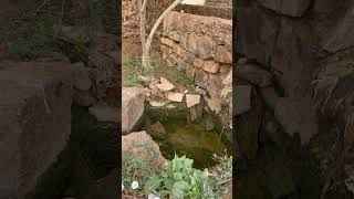 Frog sound in a desert farm 🏜️frogs figuig animalsounds Morocco [upl. by Tiedeman]