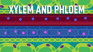 PLANT ANATOMY AND PLANT PHYSIOLOGY  CLASS 10  UNIT12 MAGESHBIOLOGY [upl. by Karrah]