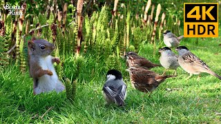 Cat TV for Cats to Watch 😺 Lovely Birds Squirrels and Bunnies 🐿 8 Hours 4K HDR [upl. by Ekle437]