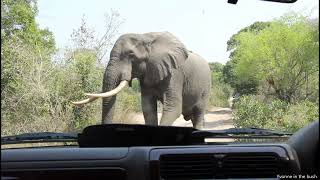 Elephants walking past us [upl. by Adnical97]