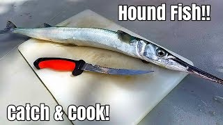 Catch And Cook Hound Fish Eating The Most Hated Fish In The Ocean [upl. by Alphard]