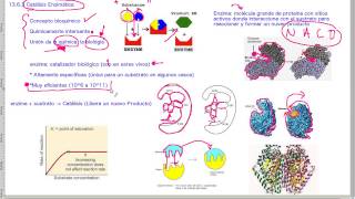 Catálisis Enzimática  QB294 [upl. by Marcille]