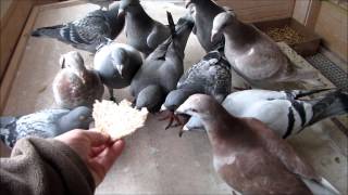 racing pigeon Survival Training post duiven [upl. by Esital]