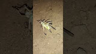 Grasshoppers mating dancegrasshopper mating nature shorts facts dance amazing viralshorts [upl. by Nolana]