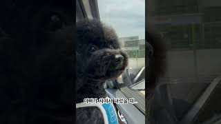 강아지를 차에 두고 내리면 안되는 이유 엄마둥절  poodle poodleworld puppy 푸들 cute 강아지브이로그 반려견 [upl. by Eiramanitsirhc]