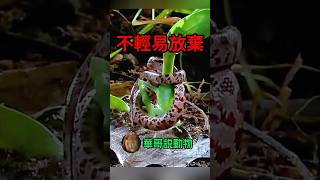 玉米蛇對螳螂説：小心，我有毒喔！animals 華哥説動物 snake [upl. by Harras]