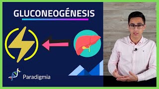 Respiracion Celular ⚡️ GLUCONEOGENESIS explicacion SENCILLA 🧪BIOQUIMICA🧪 006 [upl. by Bianka215]