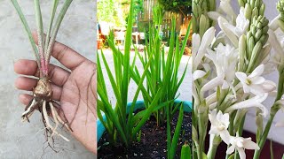 Growing Tuberose Using Small Tubers Easy Way [upl. by Huntington558]