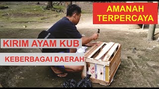 PENGIRIMAN INDUKAN AYAM KUB KE BERBAGAI DAERAH [upl. by Casandra]