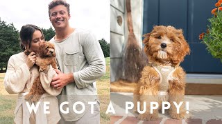 Picking up our Cavapoo Puppy And our first 6 month recap training pros and cons etc [upl. by Reilly561]