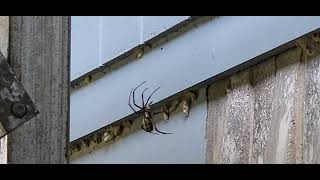 Argiope Aurantia building her web [upl. by Atrice]