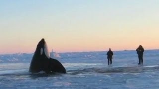 11 Desperate Orcas Trapped in Ice Make Dramatic Escape [upl. by Krever]