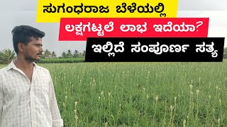 ಸುಗಂಧರಾಜ ಬೆಳೆಯ ಸಂಪೂರ್ಣ ಮಾಹಿತಿ SUGANDHARAJA FLOWER CULTIVATION  TUBEROSE CULTIVATION [upl. by Isleana877]