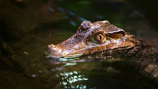 Dwarf Caiman Feeding Time [upl. by Shelba]