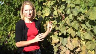 Grape Powdery Mildew in Pinot Noir Vines [upl. by Annaitsirk]