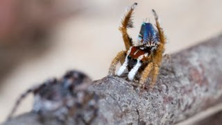 Peacock Spider 8 Maratus linnaei [upl. by Enajharas]